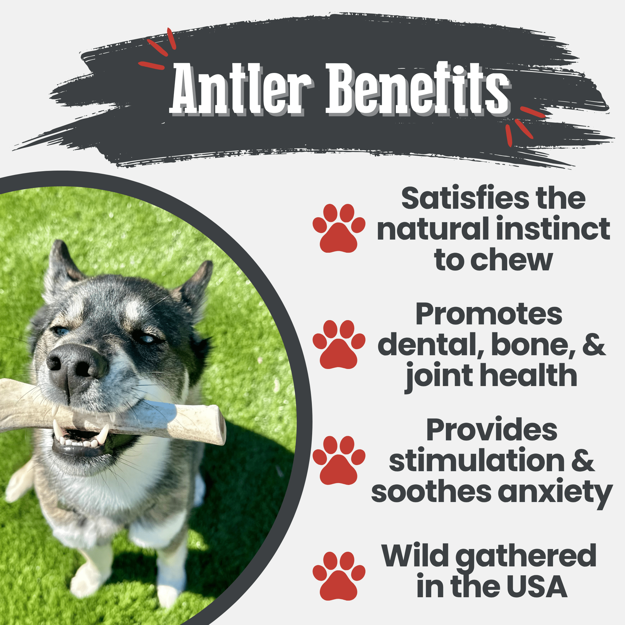 Reindeer Antler Dog Chews | Organic Chews for Dogs