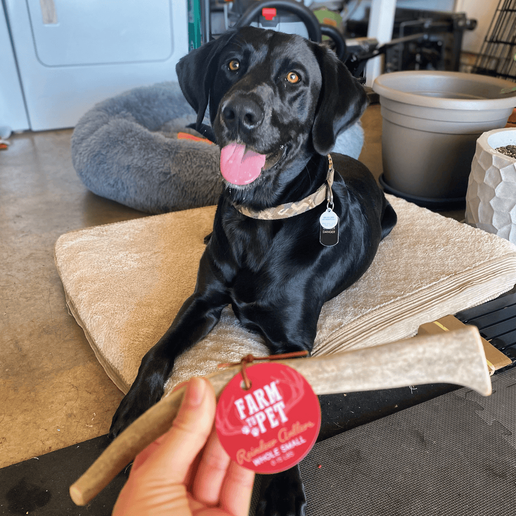 Reindeer Antler Dog Chews | Organic Chews for Dogs